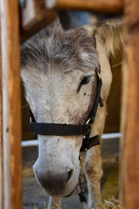 Close-up of a horse in stable