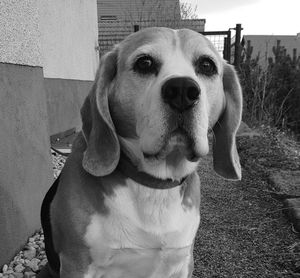 Close-up portrait of dog