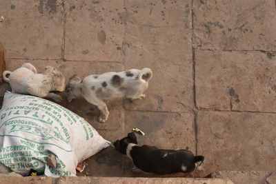 View of a dog sleeping on wall