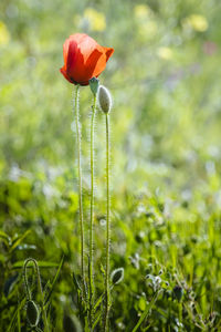 Close-up of poppy blooming on field