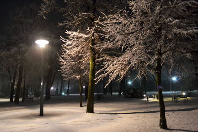 Bare trees in city at night during winter