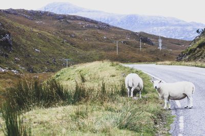 Sheep grazing on landscape