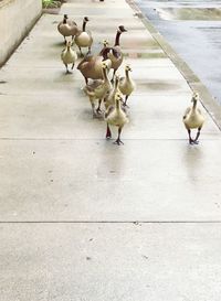 High angle view of birds on road