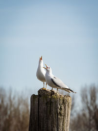 Seagull perching on wooden post