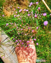 Close-up of hand holding purple flowering plants