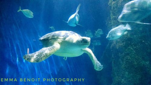 Fish swimming in sea