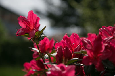 Close-up of red flowers