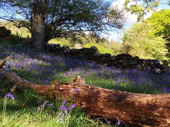Purple flowering plants on land against sky