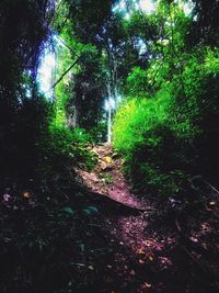 Trees in forest