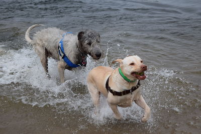 Dog running in water at beach