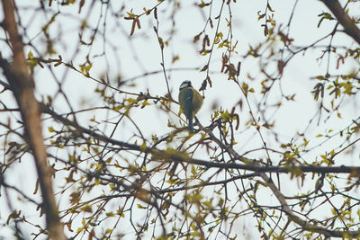 Low angle view of bird perching on branch