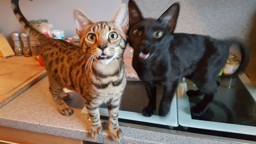 Close-up portrait of cat