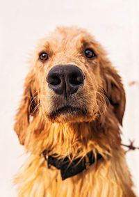 Close-up portrait of dog