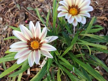 High angle view of flowers blooming on field