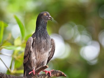 Close-up of pigeon perching