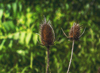 Close-up of dried thistles