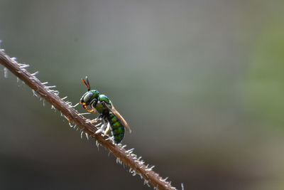 Close-up of insect on twig