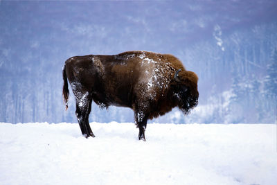 View of a horse on snow covered field