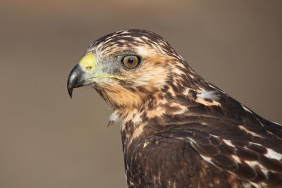 Close-up of hawk