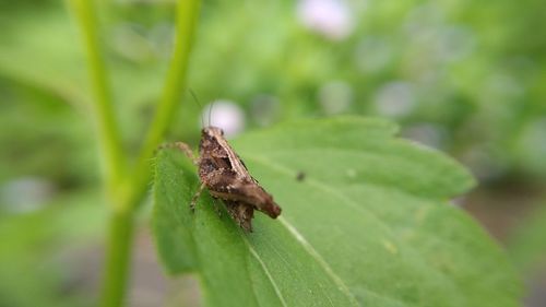 Close-up of insect on leaf