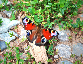 Close-up of butterfly perching on branch