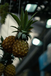 Close-up of pineapple