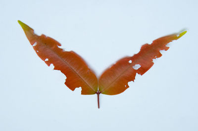 High angle view of orange leaf over white background