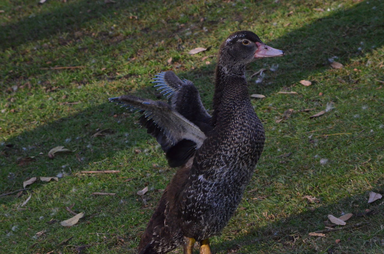 animal themes, animals in the wild, bird, grass, wildlife, one animal, field, grassy, high angle view, duck, black color, nature, sunlight, day, outdoors, two animals, no people, full length, side view, shadow