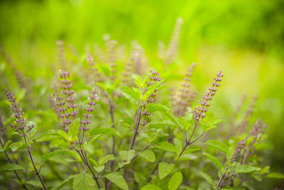 Close-up of flowering plant on field