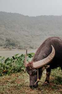 Wild asian buffalo with big horn. domestic animals in vietnam