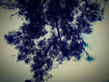 Low angle view of tree against clear sky