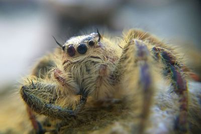 Close-up of spider