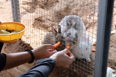 Close-up of hand feeding bird in cage