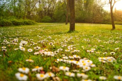 Close-up of fresh flower tree in grass