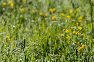 Close-up of yellow flowering plants on field