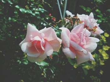 Close-up of pink rose flower in park