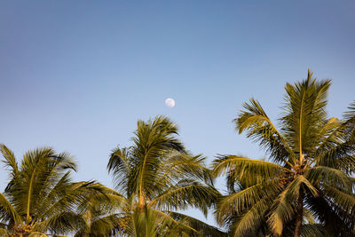 Low angle view of palm trees against clear blue sky