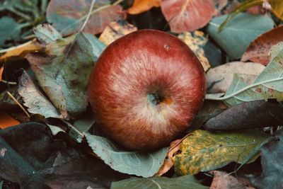 Close-up of apples