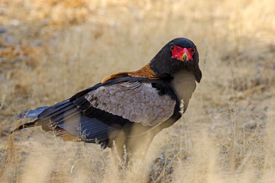 Close-up of bird