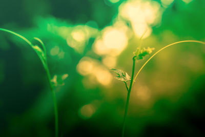 Close-up of dew on plant