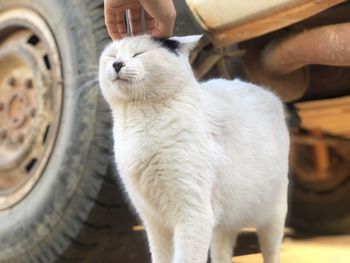 High angle view of white cat