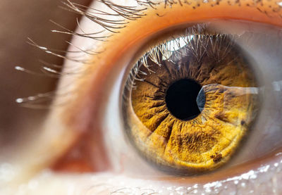 Close up of female eye, colored iris useful for ophthalmology or optometry imagery