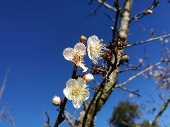 Low angle view of apple blossoms against blue sky