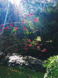 Red flowers growing on tree