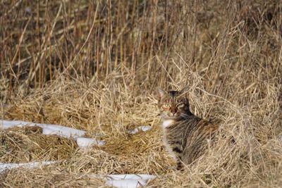 Cat sitting on grassy field during winter