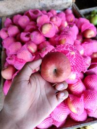 Close-up of hand holding apple