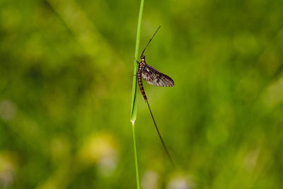 Close-up of butterfly