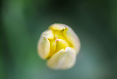 Beautiful yellow spring tulip flowers growing in garden. plant petals close up.