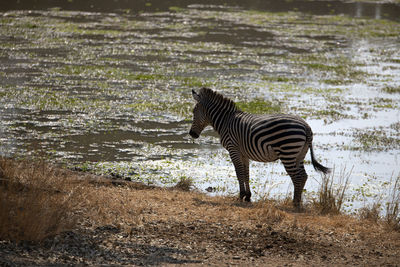 Zebra standing in a lake