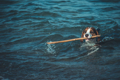 Portrait of dog swimming in sea